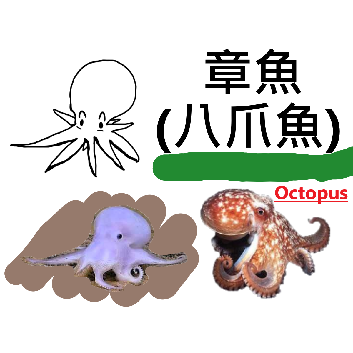粒粒墨魚滑